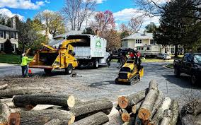 Trusted West Sacramento, CA Tree Care Experts