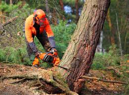 Best Aeration Services  in West Sacramento, CA