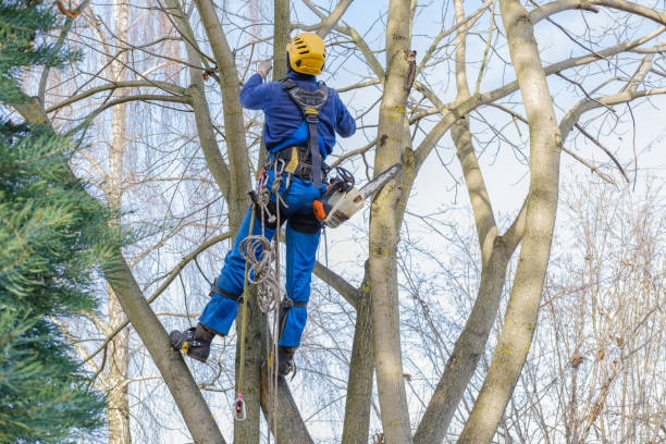 Best Tree Maintenance Programs  in West Sacramento, CA