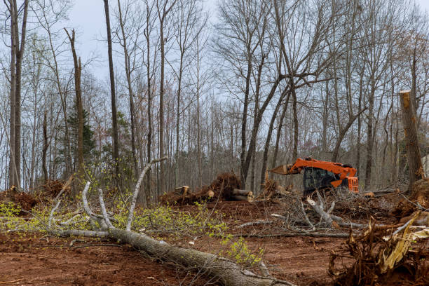 Best Tree and Shrub Care  in West Sacramento, CA