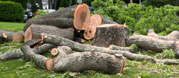 Best Tree Preservation Services  in West Sacramento, CA