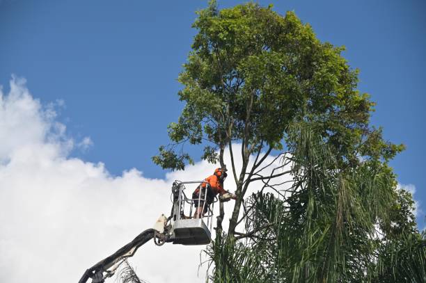 Best Root Management and Removal  in West Sacramento, CA