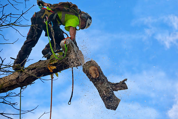 Best Pest Control for Lawns  in West Sacramento, CA