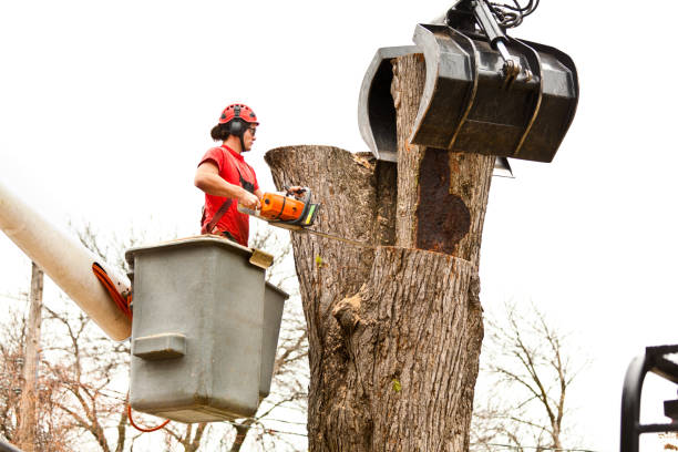 Best Palm Tree Trimming  in West Sacramento, CA